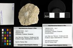 Foto (Objekt + Etiketten) von Goniodromites sp. 